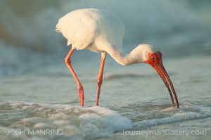 Josh Manring Photographer Decor Wall Art -  Florida Birds Everglades -66.jpg